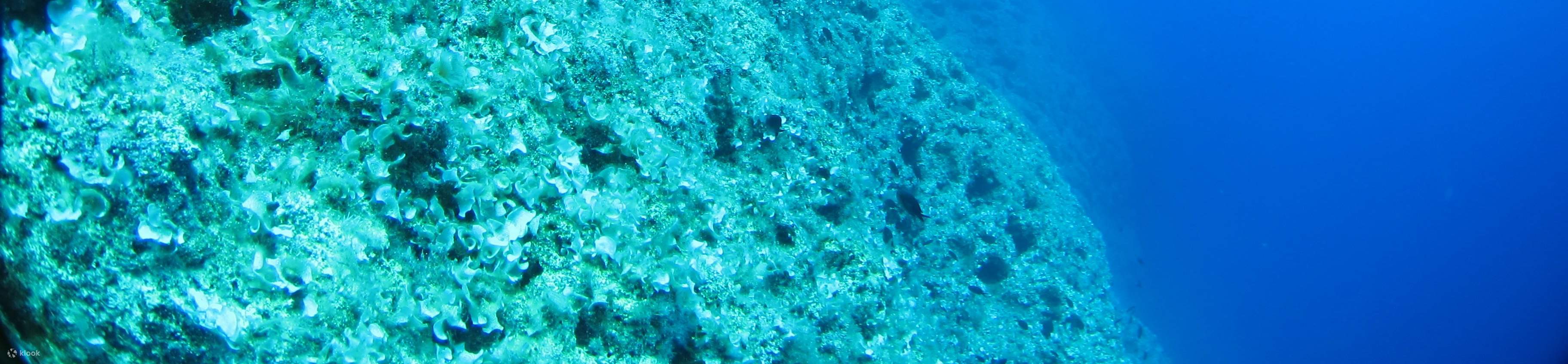 PADI進階開放水域潛水員【線上學習】